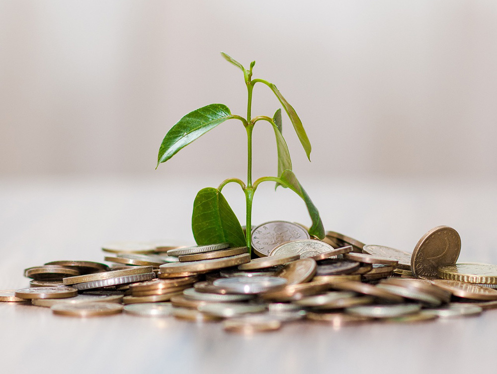 Pile of coins with a plant stem growing up from the center